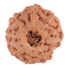 Load image into Gallery viewer, 8 Mukhi Rudraksha from Indonesia - Bead No. 102