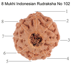 8 Mukhi Rudraksha from Indonesia - Bead No. 102