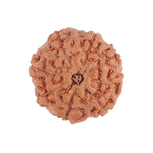 Load image into Gallery viewer, 8 Mukhi Rudraksha from Indonesia - Bead No. 103
