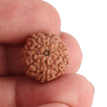 Load image into Gallery viewer, 8 Mukhi Rudraksha from Indonesia - Bead No. 103