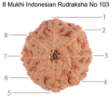 Load image into Gallery viewer, 8 Mukhi Rudraksha from Indonesia - Bead No. 103