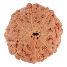 Load image into Gallery viewer, 8 Mukhi Rudraksha from Indonesia - Bead No. 105
