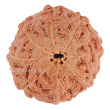 Load image into Gallery viewer, 8 Mukhi Rudraksha from Indonesia - Bead No. 105