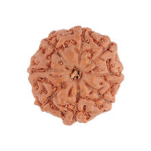 Load image into Gallery viewer, 8 Mukhi Rudraksha from Indonesia - Bead No. 105