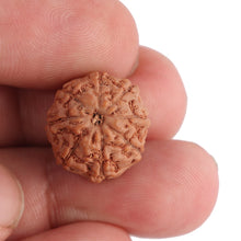 Load image into Gallery viewer, 8 Mukhi Rudraksha from Indonesia - Bead No. 105