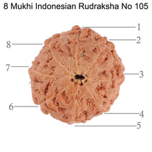 Load image into Gallery viewer, 8 Mukhi Rudraksha from Indonesia - Bead No. 105