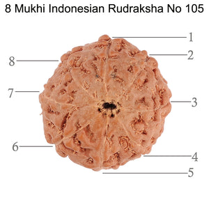 8 Mukhi Rudraksha from Indonesia - Bead No. 105