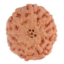 Load image into Gallery viewer, 8 Mukhi Rudraksha from Indonesia - Bead No. 109