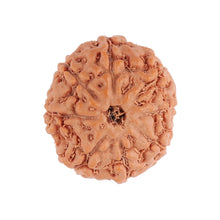 Load image into Gallery viewer, 8 Mukhi Rudraksha from Indonesia - Bead No. 109
