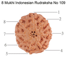Load image into Gallery viewer, 8 Mukhi Rudraksha from Indonesia - Bead No. 109