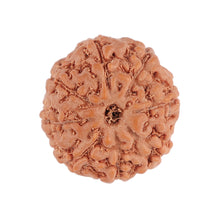 Load image into Gallery viewer, 8 Mukhi Rudraksha from Indonesia - Bead No. 110
