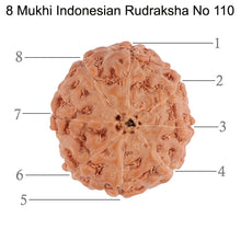 Load image into Gallery viewer, 8 Mukhi Rudraksha from Indonesia - Bead No. 110