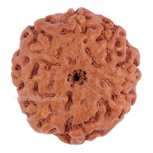 Load image into Gallery viewer, 8 Mukhi Rudraksha from Indonesia - Bead No. 111