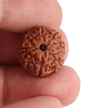 Load image into Gallery viewer, 8 Mukhi Rudraksha from Indonesia - Bead No. 111