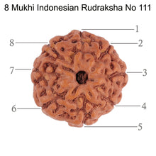 Load image into Gallery viewer, 8 Mukhi Rudraksha from Indonesia - Bead No. 111