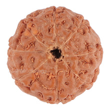 Load image into Gallery viewer, 8 Mukhi Rudraksha from Indonesia - Bead No. 112