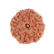 Load image into Gallery viewer, 8 Mukhi Rudraksha from Indonesia - Bead No. 112