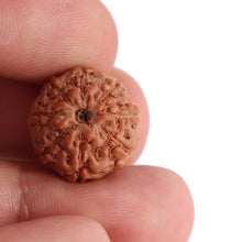 Load image into Gallery viewer, 8 Mukhi Rudraksha from Indonesia - Bead No. 112