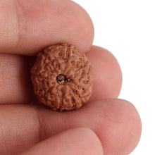 Load image into Gallery viewer, 8 Mukhi Rudraksha from Indonesia - Bead No. 113