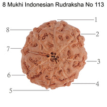 Load image into Gallery viewer, 8 Mukhi Rudraksha from Indonesia - Bead No. 113