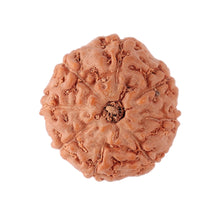 Load image into Gallery viewer, 8 Mukhi Rudraksha from Indonesia - Bead No. 114