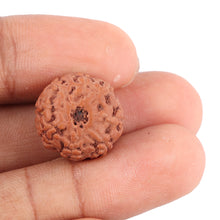 Load image into Gallery viewer, 8 Mukhi Rudraksha from Indonesia - Bead No. 115
