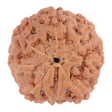 Load image into Gallery viewer, 8 Mukhi Rudraksha from Indonesia - Bead No. 116