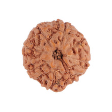 Load image into Gallery viewer, 8 Mukhi Rudraksha from Indonesia - Bead No. 116