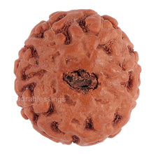 Load image into Gallery viewer, 8 Mukhi Rudraksha from Indonesia - Bead No. 118