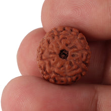 Load image into Gallery viewer, 8 Mukhi Rudraksha from Indonesia - Bead No. 118