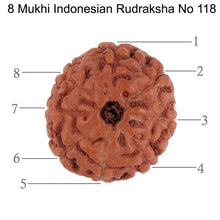 Load image into Gallery viewer, 8 Mukhi Rudraksha from Indonesia - Bead No. 118
