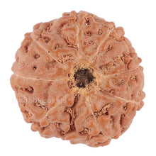 Load image into Gallery viewer, 8 Mukhi Rudraksha from Indonesia - Bead No. 120