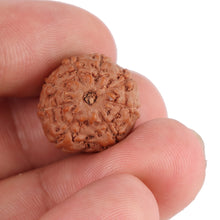 Load image into Gallery viewer, 8 Mukhi Rudraksha from Indonesia - Bead No. 120