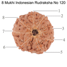 Load image into Gallery viewer, 8 Mukhi Rudraksha from Indonesia - Bead No. 120