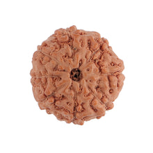 Load image into Gallery viewer, 8 Mukhi Rudraksha from Indonesia - Bead No. 121