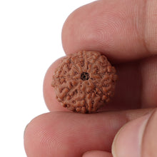 Load image into Gallery viewer, 8 Mukhi Rudraksha from Indonesia - Bead No. 121