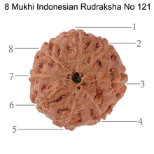 Load image into Gallery viewer, 8 Mukhi Rudraksha from Indonesia - Bead No. 121