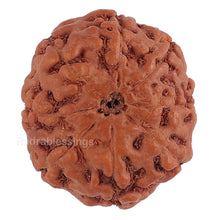 Load image into Gallery viewer, 8 Mukhi Rudraksha from Indonesia - Bead No. 122