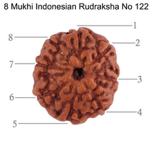 Load image into Gallery viewer, 8 Mukhi Rudraksha from Indonesia - Bead No. 122