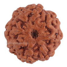 Load image into Gallery viewer, 8 Mukhi Rudraksha from Indonesia - Bead No. 123