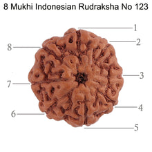Load image into Gallery viewer, 8 Mukhi Rudraksha from Indonesia - Bead No. 123