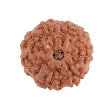 Load image into Gallery viewer, 8 Mukhi Rudraksha from Indonesia - Bead No. 125