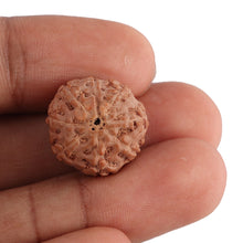 Load image into Gallery viewer, 8 Mukhi Rudraksha from Indonesia - Bead No. 125