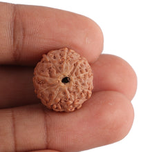 Load image into Gallery viewer, 8 Mukhi Rudraksha from Indonesia - Bead No. 126