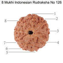 Load image into Gallery viewer, 8 Mukhi Rudraksha from Indonesia - Bead No. 126
