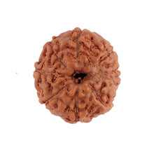 Load image into Gallery viewer, 8 Mukhi Rudraksha from Indonesia - Bead No. 127