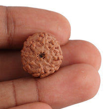 Load image into Gallery viewer, 8 Mukhi Rudraksha from Indonesia - Bead No. 127