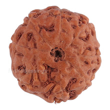Load image into Gallery viewer, 8 Mukhi Rudraksha from Indonesia - Bead No. 128