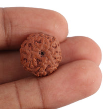 Load image into Gallery viewer, 8 Mukhi Rudraksha from Indonesia - Bead No. 128