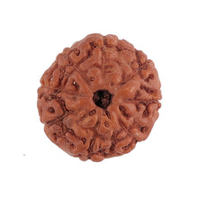 Load image into Gallery viewer, 8 Mukhi Rudraksha from Indonesia - Bead No. 129
